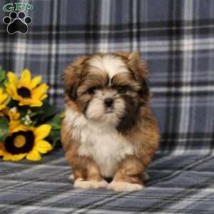 Becka, Shih Tzu Puppy